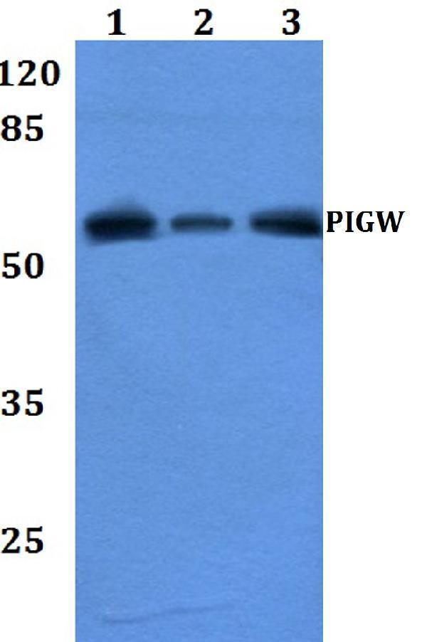 a12577 pigw primary antiboties wb testing 1