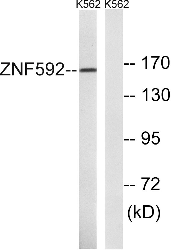 a12580 znf592 primary antibodies wb testing 2