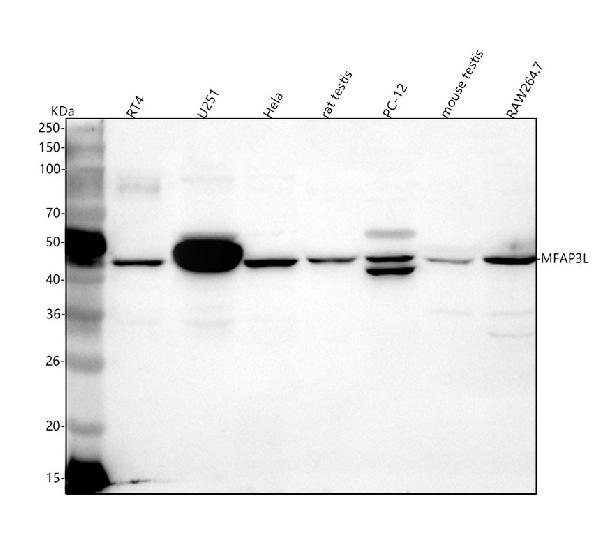 Figure 1. Western blot analysis of MFAP3L using anti-MFAP3L antibody (A12581). Electrophoresis was performed on a 5-20% SDS-PAGE gel at 70V (Stacking gel) / 90V (Resolving gel) for 2-3 hours. The sample well of each lane was loaded with 30 ug of sample under reducing conditions. Lane 1: human RT4 whole cell lysates, Lane 2: human U251 whole cell lysates, Lane 3: human Hela whole cell lysates, Lane 4: rat testis tissue lysates, Lane 5: rat PC-12 whole cell lysates, Lane 6: mouse testis tissue lysates, Lane 7: mouse RAW264.7 whole cell lysates. After electrophoresis, proteins were transferred to a nitrocellulose membrane at 150 mA for 50-90 minutes. Blocked the membrane with 5% non-fat milk/TBS for 1.5 hour at RT. The membrane was incubated with rabbit anti-MFAP3L antigen affinity purified polyclonal antibody (Catalog # A12581) at 0.5 microg/mL overnight at 4°C, then washed with TBS-0.1%Tween 3 times with 5 minutes each and probed with a goat anti-rabbit IgG-HRP secondary antibody at a dilution of 1:5000 for 1.5 hour at RT. The signal is developed using an Enhanced Chemiluminescent detection (ECL) kit (Catalog # EK1002) with Tanon 5200 system. A specific band was detected for MFAP3L at approximately 45 kDa. The expected band size for MFAP3L is at 45 kDa.