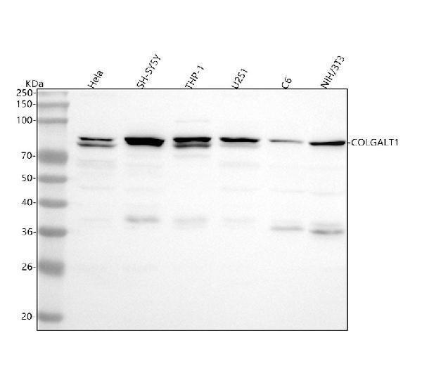 Figure 1. Western blot analysis of GLT25D1/COLGALT1 using anti-GLT25D1/COLGALT1 antibody (A12583-1). Electrophoresis was performed on a 5-20% SDS-PAGE gel at 70V (Stacking gel) / 90V (Resolving gel) for 2-3 hours. The sample well of each lane was loaded with 30 ug of sample under reducing conditions. Lane 1: human Hela whole cell lysates, Lane 2: human SH-SY5Y whole cell lysates, Lane 3: human THP-1 whole cell lysates, Lane 4: human U251 whole cell lysates, Lane 5: rat C6 whole cell lysates, Lane 6: mouse NIH/3T3 whole cell lysates. After electrophoresis, proteins were transferred to a nitrocellulose membrane at 150 mA for 50-90 minutes. Blocked the membrane with 5% non-fat milk/TBS for 1.5 hour at RT. The membrane was incubated with rabbit anti-GLT25D1/COLGALT1 antigen affinity purified polyclonal antibody (Catalog # A12583-1) at 0.5 microg/mL overnight at 4°C, then washed with TBS-0.1%Tween 3 times with 5 minutes each and probed with a goat anti-rabbit IgG-HRP secondary antibody at a dilution of 1:5000 for 1.5 hour at RT. The signal is developed using an Enhanced Chemiluminescent detection (ECL) kit (Catalog # EK1002) with Tanon 5200 system. A specific band was detected for GLT25D1/COLGALT1 at approximately 85 kDa. The expected band size for GLT25D1/COLGALT1 is at 72 kDa.