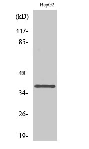 a12584 cacng7 primary antibodyes wb testing 1