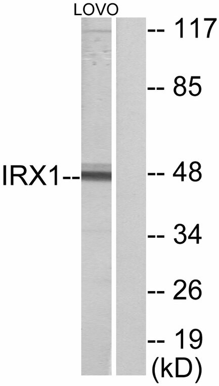a12588 1 irx1 primary antibodyes wb testing 1