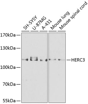 Western blot analysis of extracts of various cell lines, using HERC3 antibody  at 1:1000 dilution
