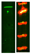 Western Blot analysis of Hela lysis, using primary antibody at 1:1000 dilution