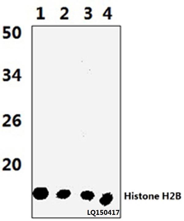 a12594 2 h2bfs primary antiboties wb testing 1