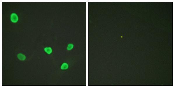 a12594 h2bfs primary antibodies if testing 1