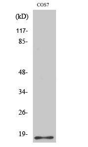 a12594 h2bfs primary antibodies wb testing 2
