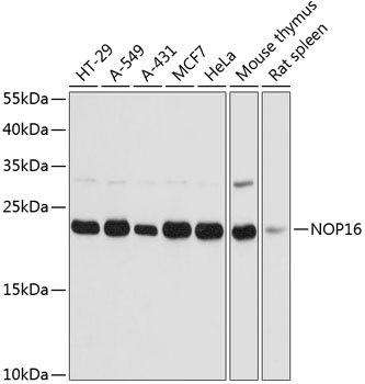 a12598 nop16 primary antiboties wb testing 1