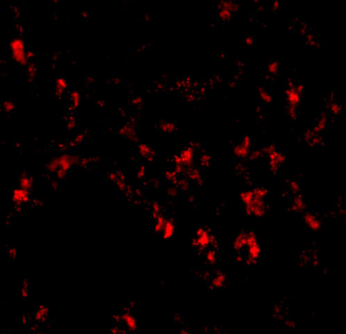 a12601 siglec11 primary antibodies if testing 3
