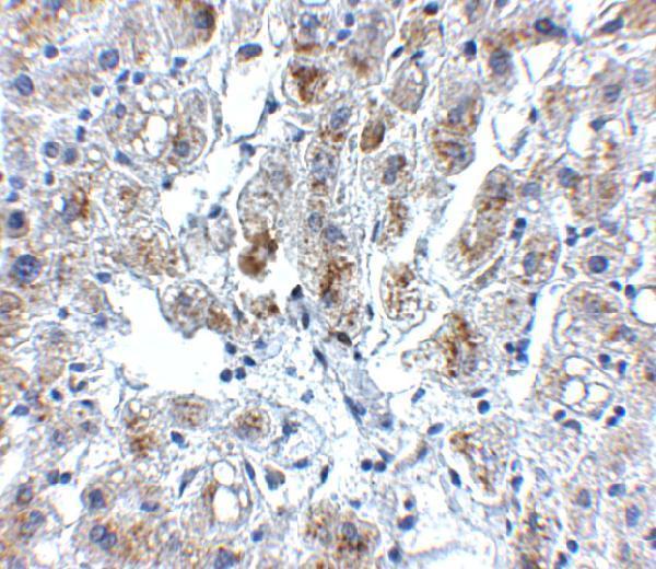 a12601 siglec11 primary antibodies ihc testing 2