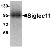 a12601 siglec11 primary antibodies wb testing 1