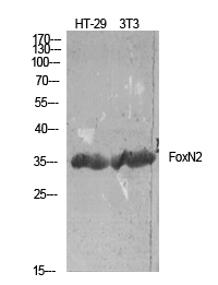 Western blotting validation for Anti-Forkhead box protein N2 FoxN2 Antibody A12607
Western Blot (WB) analysis of HT-29/NIH-3T3 using FoxN2 polyclonal antibody