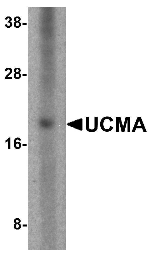 a12617 ucma primary antibodies wb testing 1