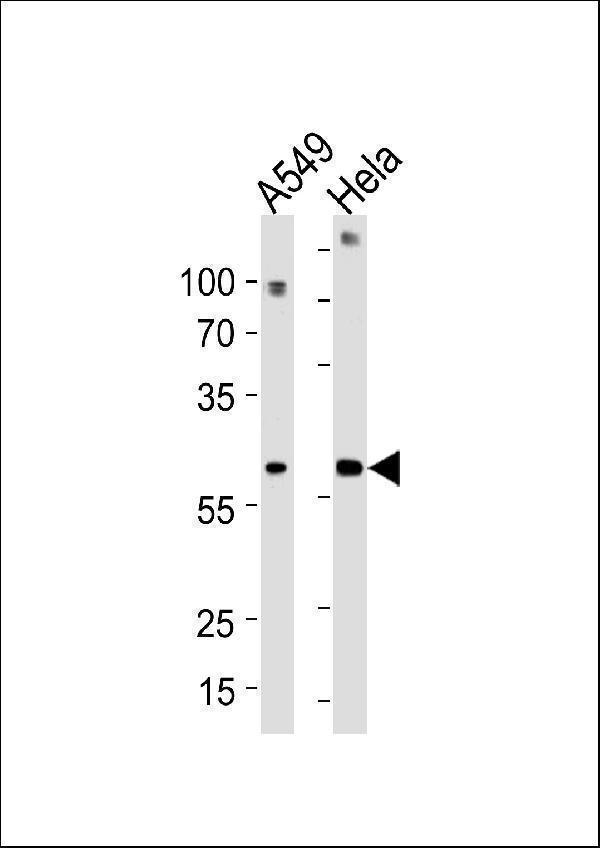 a12622 anti fam50a antibody c term wb testing 2