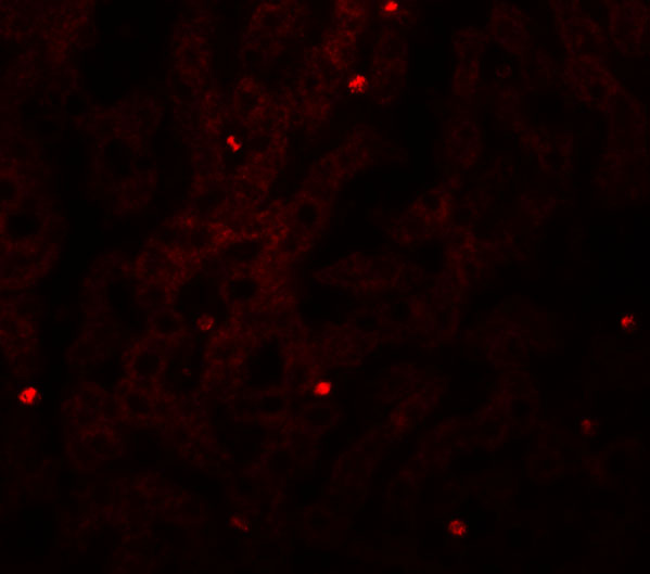 a12630 fam59a primary antibodies if testing 3
