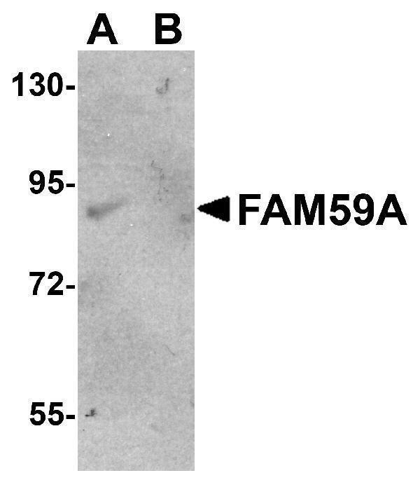 a12630 fam59a primary antibodies wb testing 1