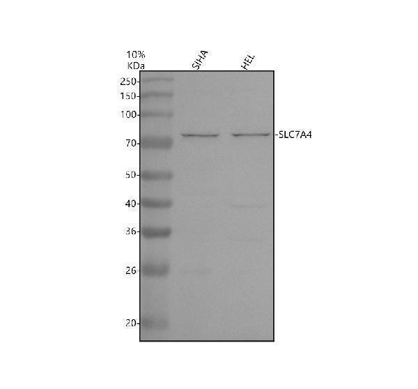 a12638 3 slc7a4 primary antibodies wb testing 1