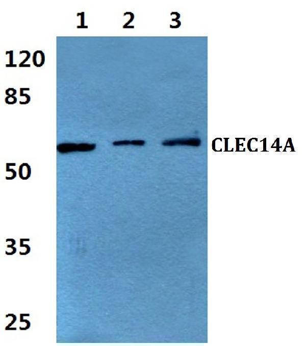a12642 clec14a primary antiboties wb testing 1