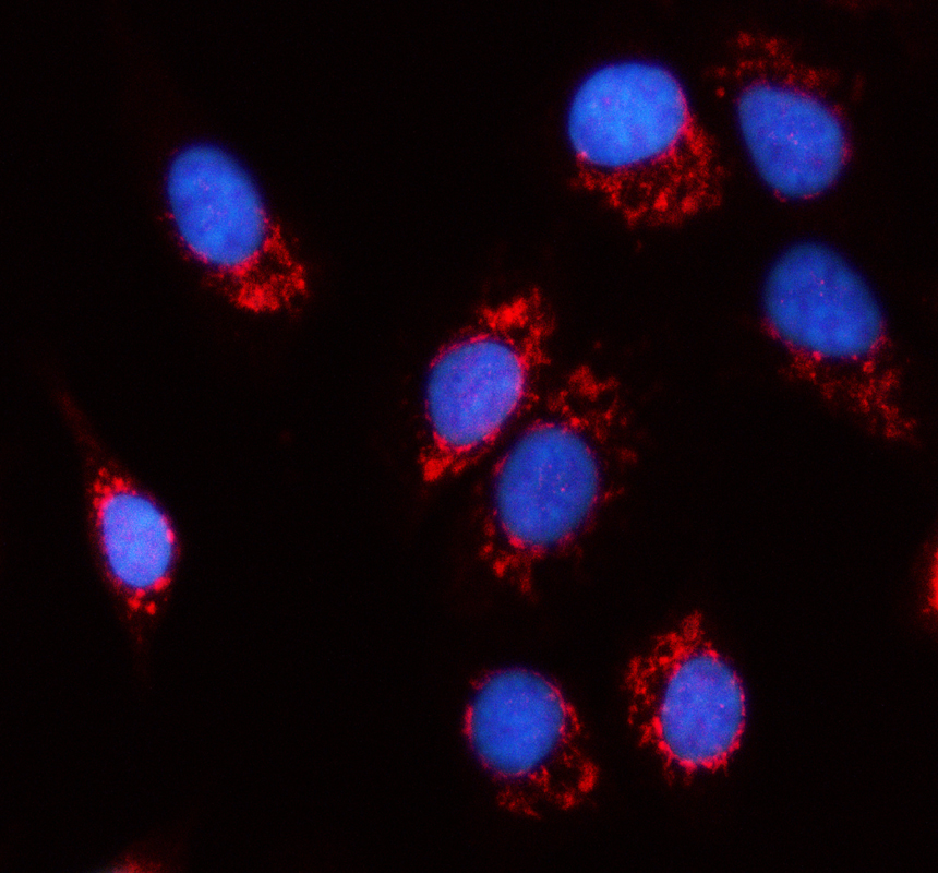 a12643 1 mrps12 primary antibodies if testing 1