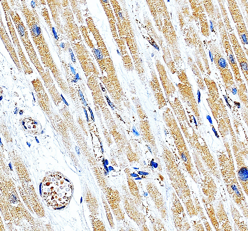 a12643 1 mrps12 primary antibodies ihc testing 1