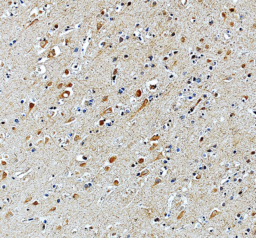 a12643 1 mrps12 primary antibodies ihc testing 2
