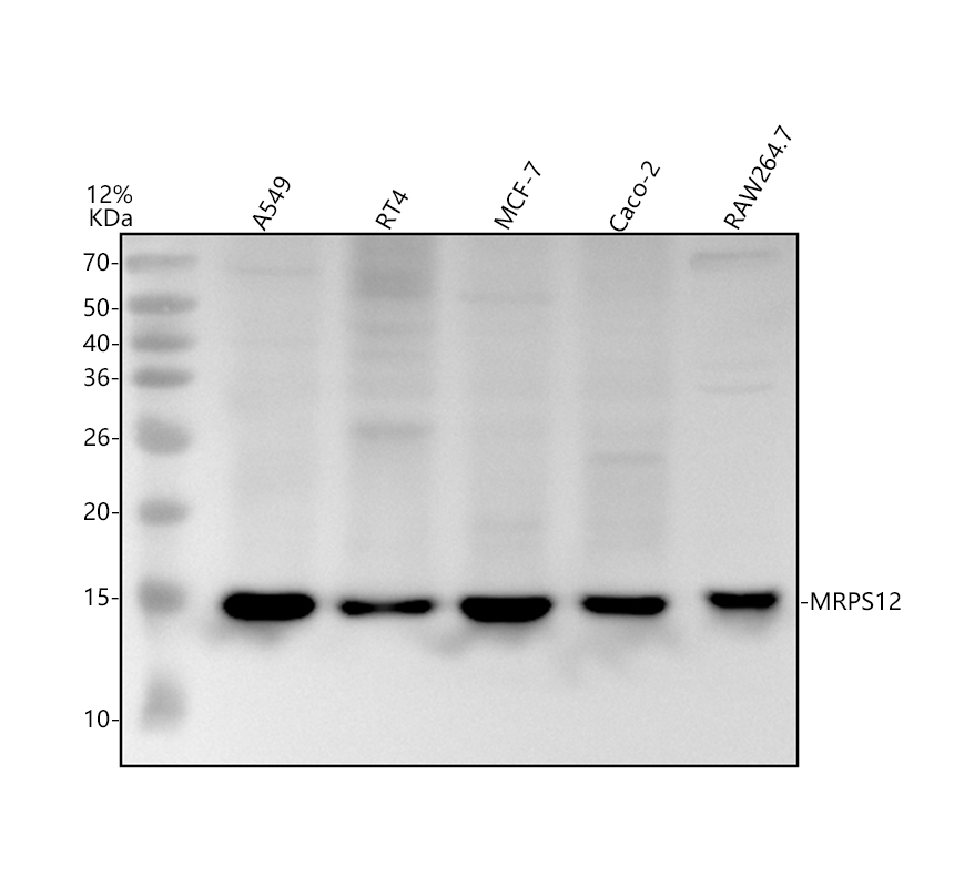 a12643 1 mrps12 primary antibodies wb testing 1