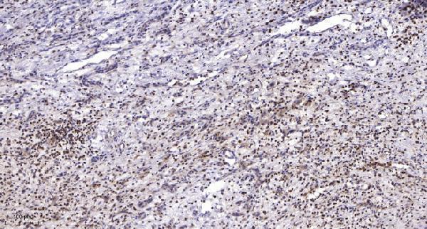 a12643 mrps12 primary antibodies ihc testing 1