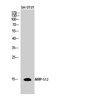 a12643 mrps12 primary antibodies wb testing 2