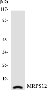 a12643 mrps12 primary antibodies wb testing 3