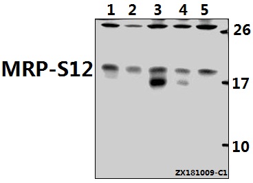 a12643s12 mrps12 primary antiboties wb testing 1