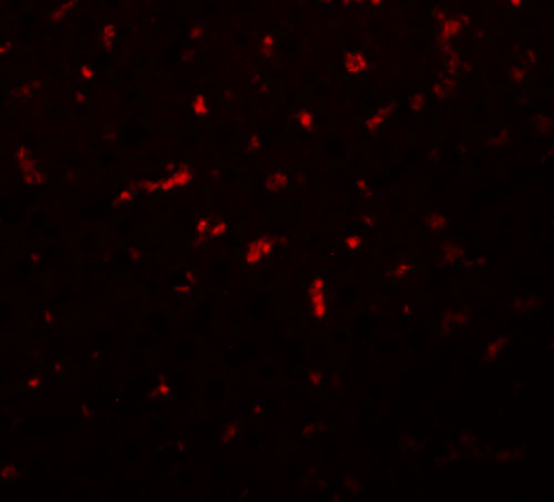 a12655 rsrc1 primary antibodies if testing 3