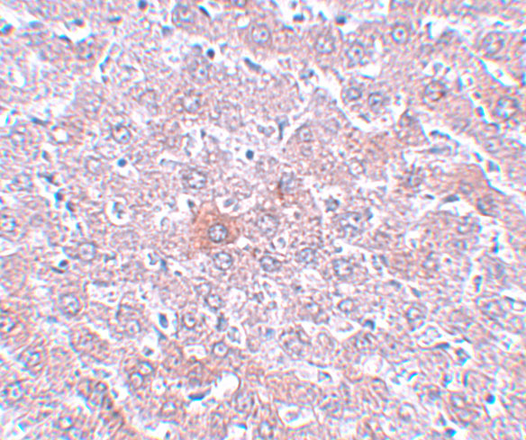 a12655 rsrc1 primary antibodies ihc testing 2