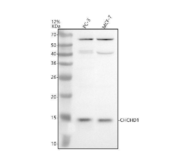 Western blot analysis of CHCHD1 using anti-CHCHD1 antibody (A12665-1)