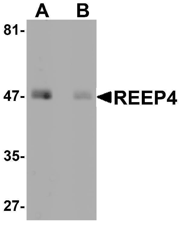 a12670 reep4 primary antibodies wb testing 1