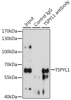 a12677 tspyl1 primary antiboties ip testing 3