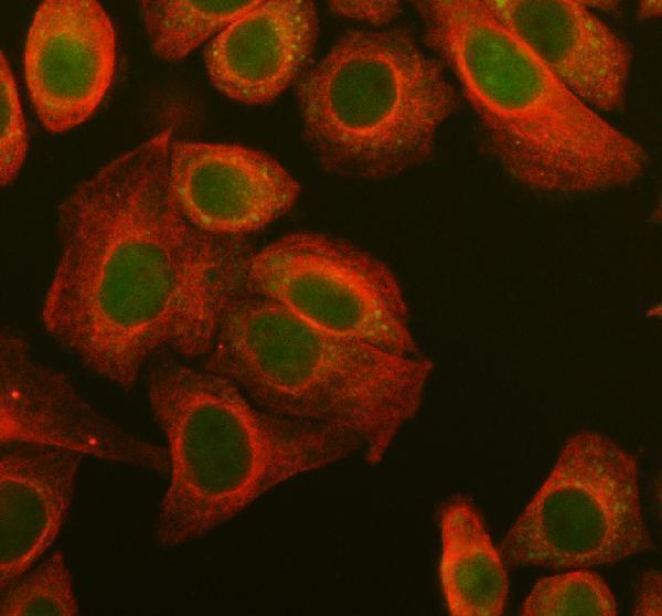 a12681 1 ddx59 primary antibodies if testing 1