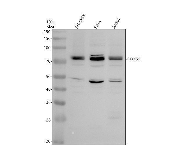 a12681 1 ddx59 primary antibodies wb testing 1