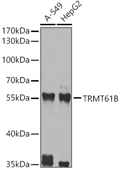 a12682 trmt61b primary antiboties wb testing 1