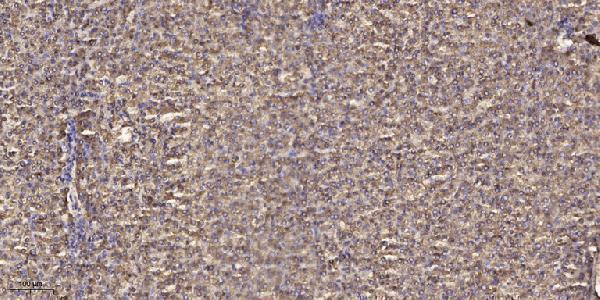 a12688 mrpl3 primary antibodies ihc testing 1