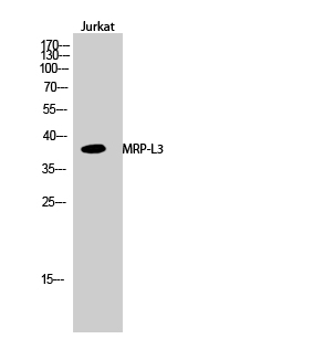 a12688 mrpl3 primary antibodies wb testing 2