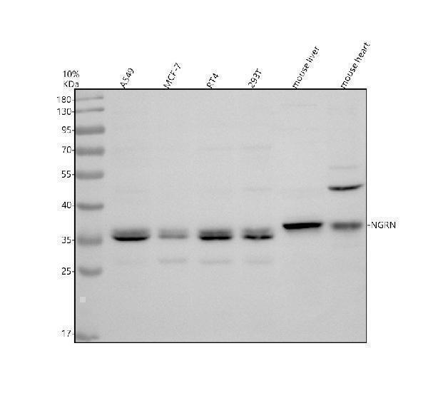 Western blot analysis of NGRN using anti-NGRN antibody (A12695-2)