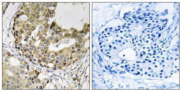 a12696 nxph1 primary antibodies ihc testing 1