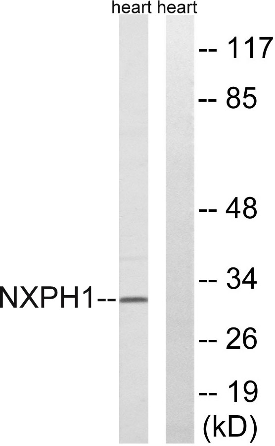 a12696 nxph1 primary antibodies wb testing 2