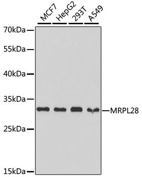 Western blot analysis of extracts of various cell lines, using MRPL28 antibody  at 1:1000 dilution