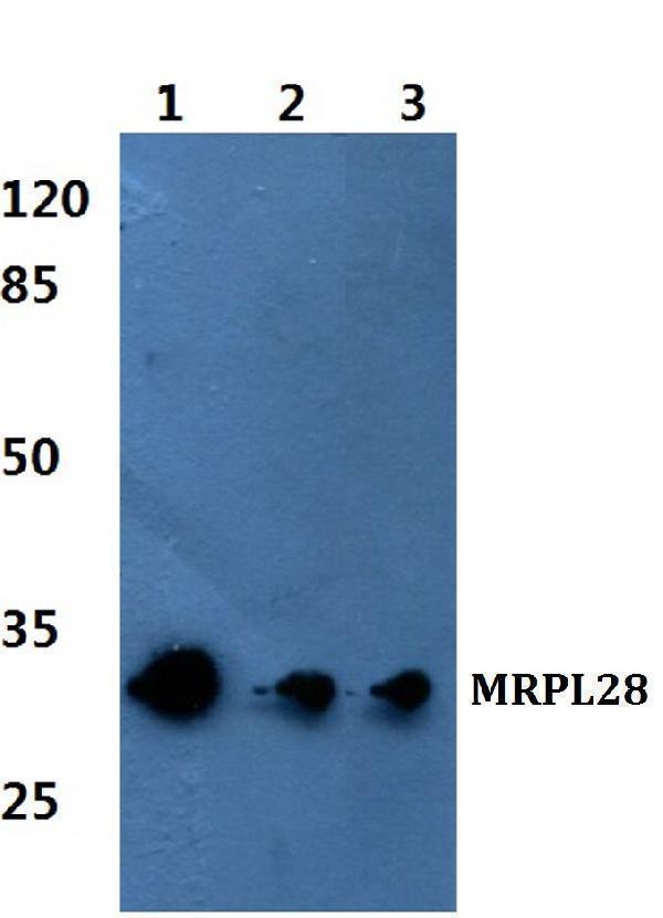 Western blot (WB) analysis of MRP-L28 polyclonal antibody at 1:500 dilution
Lane1:MCF-7 whole cell lysate
Lane2:Raw264
