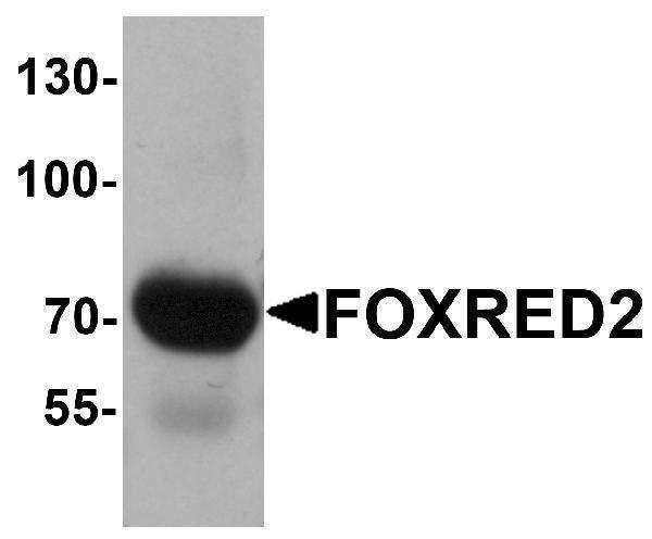 a12703 foxred2 primary antibodies wb testing 1