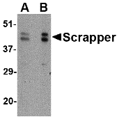 a12714 fbxl20 primary antibodies wb testing 1
