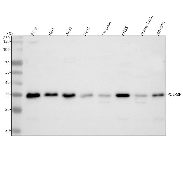Figure 1. Western blot analysis of POLR3F using anti-POLR3F antibody (A12720-1). Electrophoresis was performed on a 5-20% SDS-PAGE gel at 70V (Stacking gel) / 90V (Resolving gel) for 2-3 hours. The sample well of each lane was loaded with 30 ug of sample under reducing conditions. Lane 1: human PC-3 whole cell lysates, Lane 2: human Hela whole cell lysates, Lane 3: human A431 whole cell lysates, Lane 4: human U251 whole cell lysates, Lane 5: rat brain tissue lysates, Lane 6: rat RH35 whole cell lysates, Lane 7: mouse brain tissue lysates, Lane 8: mouse NIH/3T3 whole cell lysates. After electrophoresis, proteins were transferred to a nitrocellulose membrane at 150 mA for 50-90 minutes. Blocked the membrane with 5% non-fat milk/TBS for 1.5 hour at RT. The membrane was incubated with rabbit anti-POLR3F antigen affinity purified polyclonal antibody (Catalog # A12720-1) at 0.5 microg/mL overnight at 4°C, then washed with TBS-0.1%Tween 3 times with 5 minutes each and probed with a goat anti-rabbit IgG-HRP secondary antibody at a dilution of 1:5000 for 1.5 hour at RT. The signal is developed using an Enhanced Chemiluminescent detection (ECL) kit (Catalog # EK1002) with Tanon 5200 system. A specific band was detected for POLR3F at approximately 36 kDa. The expected band size for POLR3F is at 36 kDa.