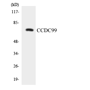 Western blot analysis of the lysates from K562 cells using CCDC99 antibody