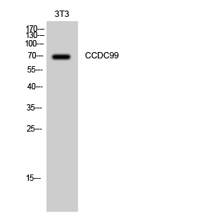 Western Blot analysis of 3T3 cells using CCDC99 Polyclonal Antibody diluted at 1:1000